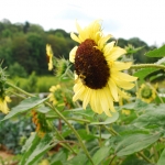 Everyone loves Sunflowers