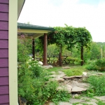 Grape Trellis
