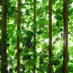 GRAPES
